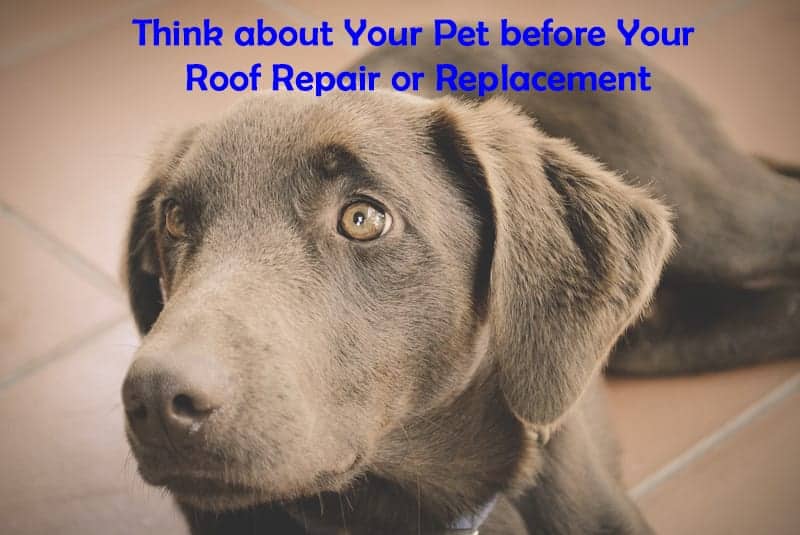 roof repair or roof replacement can scare pets